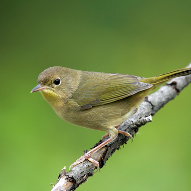 Young female Common Yellowthroats in the fall can be very drab; some show very little yellow at all. <a href="https://www.flickr.com/photos/tmurray74/30714187888/" target="_blank" >Photo</a>: Tom Murray/<a href="https://creativecommons.org/licenses/by-nc/2.0/" target="_blank" >CC BY-NC 2.0</a>