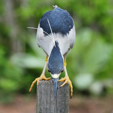 The Black-crowned Night-Heron is the most abundant wading bird nesting on the City's Harbor Heron Islands. Photo: <a href="https://www.flickr.com/photos/51819896@N04/" target="_blank">Lawrence Pugliares</a>