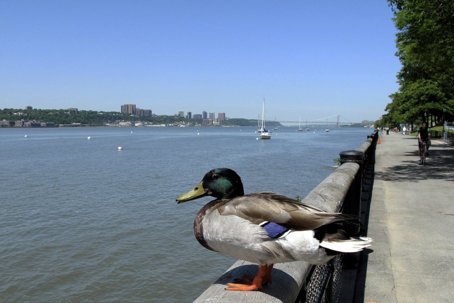 A male Mallard rests in Riverside Park, which is known for migrating songbirds as well as waterbirds. Photo: <a href="https://www.flickr.com/photos/edcnyc/" target="_blank">Eddie Crimmins</a>