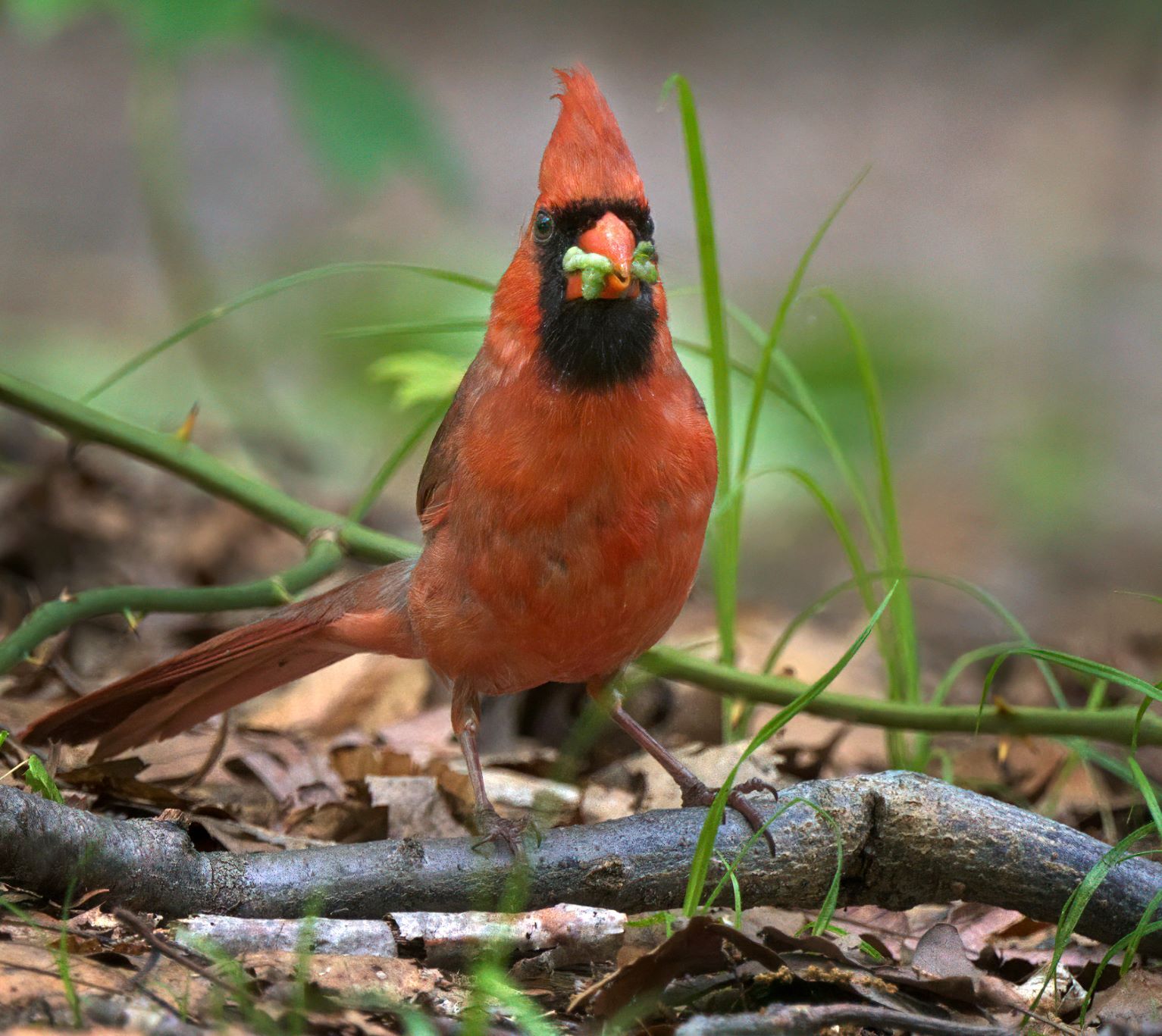 A male Northern Cardinal collects a billful of caterpillars to feed its young. Photo: Roger Friedman, DMP