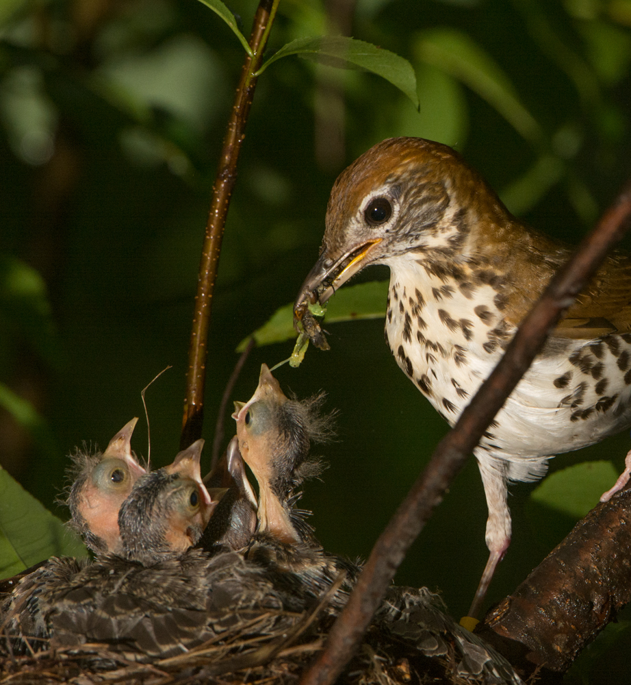 A Wood Thrush feeds insects to its nestlings. Photo: Douglas Tallamy