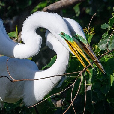 A breeding pair of Great Egrets exchanges nesting material during courtship. As with most herons and egrets, the color of the Great Egret’s lores (the skin between the eye and bill) attains its most intense color at the height of the breeding season. Photo: Richard Fried
