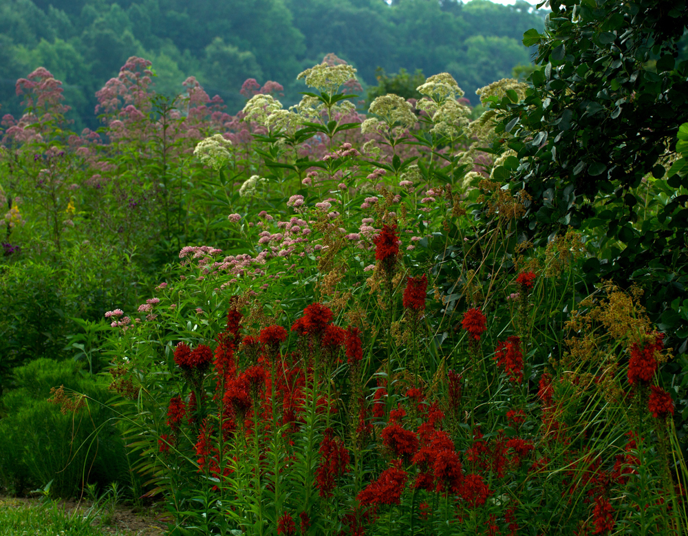 A landscape rich with native plants. Photo: Douglas Tallamy