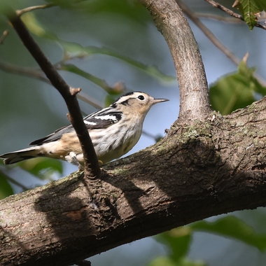 Female Black-and-white Warblers—particularly young birds—often have a buffy wash to their face and flanks. <a href="https://www.flickr.com/photos/wildreturn/31015572238/" target="_blank" >Photo</a>: Andy Reago and Chrissy McClarren/<a href="https://creativecommons.org/licenses/by/2.0/" target="_blank" >CC BY 2.0</a>
