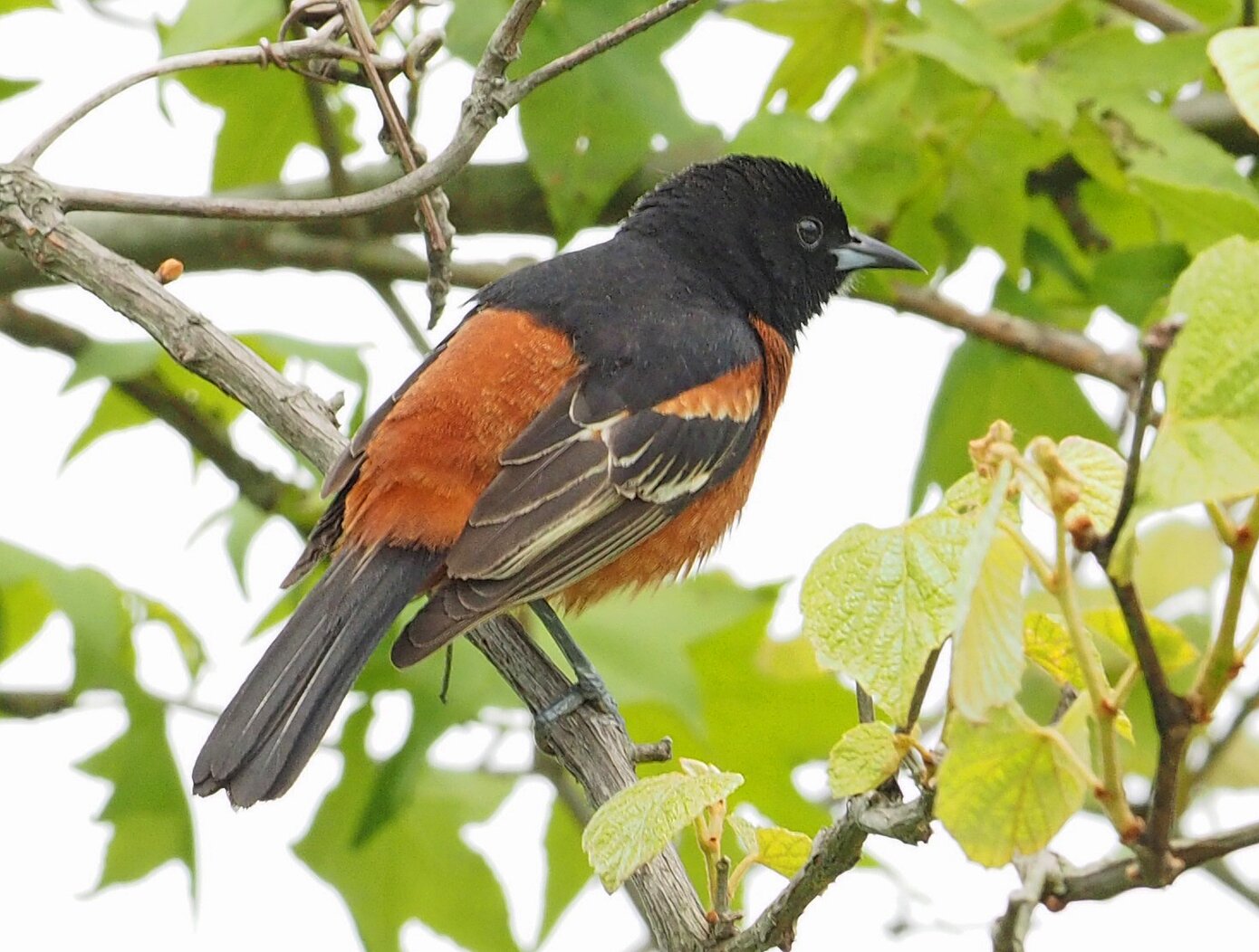 Both Baltimore and Orchard Orioles nest in Fort Washington Park. Photo: Judy Gallagher/CC BY 2.0