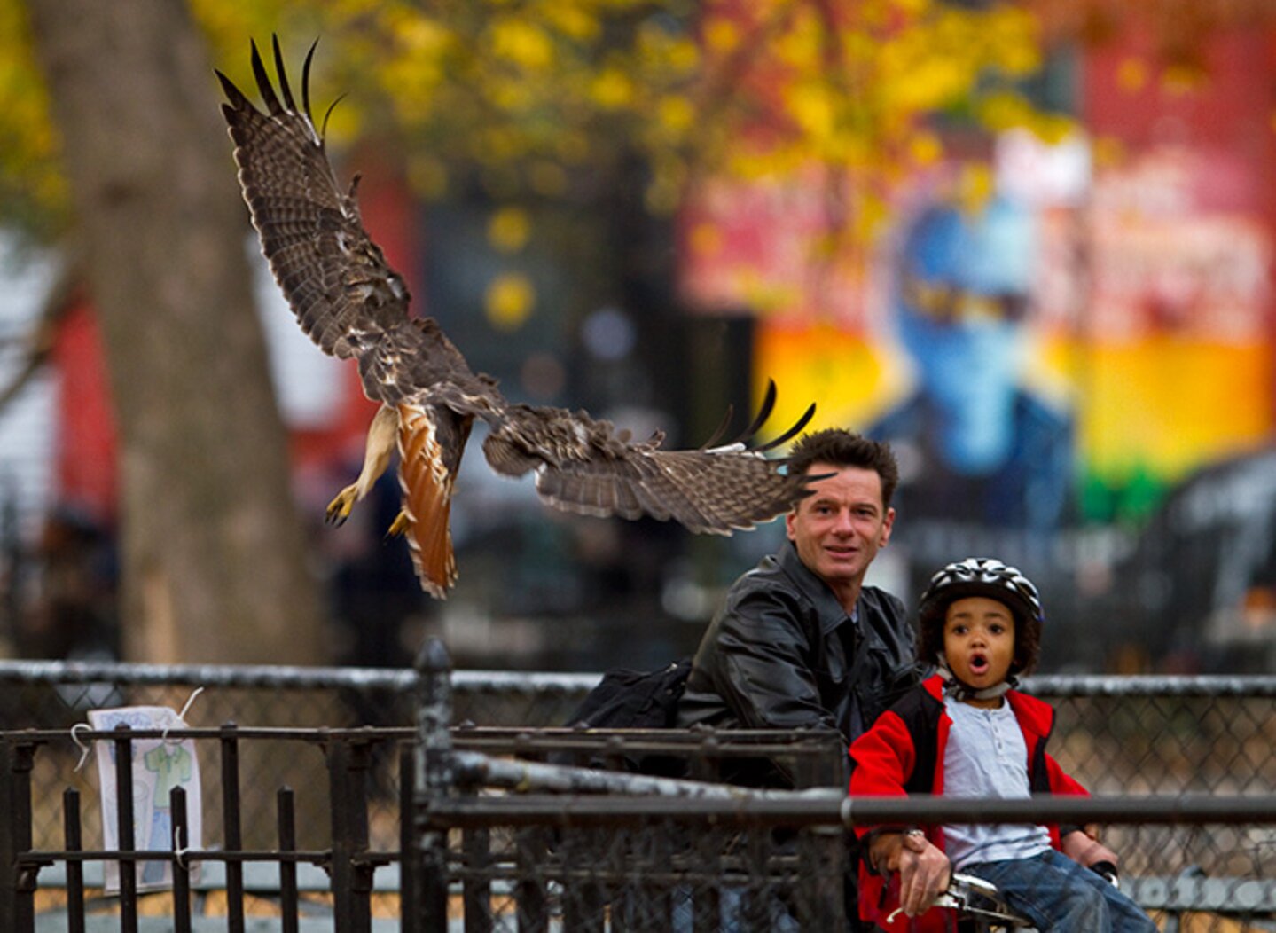 A Red-tailed Hawk wows onlookers in Tompkins Square Park. Photo: <a href="http://www.fotoportmann.com/" target="_blank" >François Portmann</a>