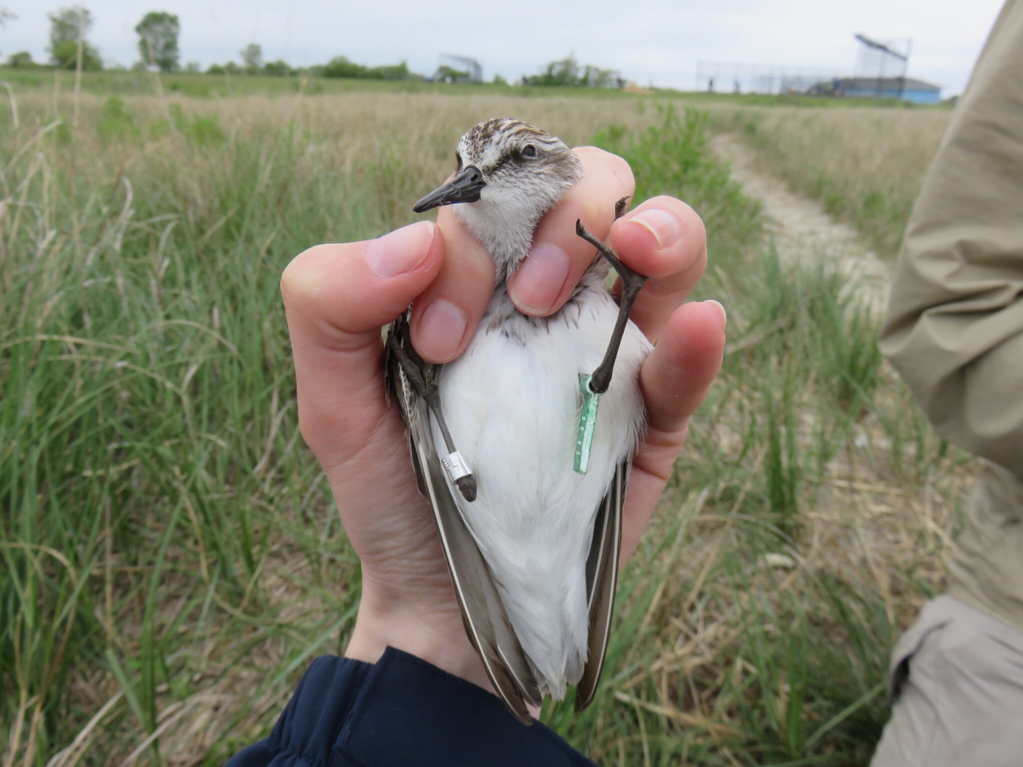 A Semipalmated Sandpiper is fitted with light-weight tags that will allow tracking of its movements during both migration and the breeding season. Photo: NYC Audubon