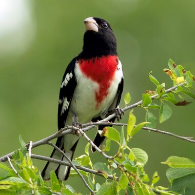 Rose-breasted Grosbeaks pass through Inwood Hill Park during migration, and may occionally stay to breed. <a href="https://www.flickr.com/photos/puttefin/33886452103/" target="_blank">Photo</a>: Kelly Colgan Azar/<a href="https://creativecommons.org/licenses/by-nd/2.0/" target="_blank">CC BY-ND 2.0</a>