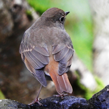 Just one glimpse of a Hermit Thrush’s bright rufous tail is often enough to ID it. <a href="https://www.flickr.com/photos/ahlness/45253828374/" target="_blank" >Photo</a>: Mark Ahlness/<a href="https://creativecommons.org/licenses/by-nc-nd/2.0/" target="_blank" >CC BY-NC-ND 2.0</a>