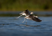The graceful American Avocet is an occasional migratory visitor to Jamaica Bay. Photo: <a href="https://www.fotoportmann.com/" target="_blank">François Portmann</a>