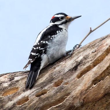 Hairy Woodpeckers, while uncommon in New York City, nest in the mature woodlands of Forest Park. <a href="https://www.flickr.com/photos/puttefin/12967888914/" target="_blank">Photo</a>: Kelly Colgan Azar/<a href="https://creativecommons.org/licenses/by-nd/2.0/" target="_blank">CC BY-ND 2.0</a>