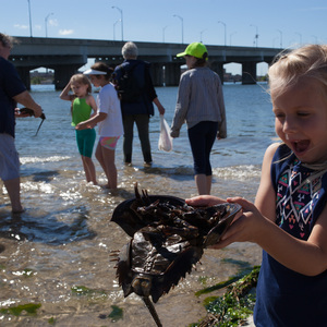 Participant holds an Atlantic Horseshoe Crab at our annual Horseshoe Crab Festival at Jamaica Bay. Photo: Camilla Cerea