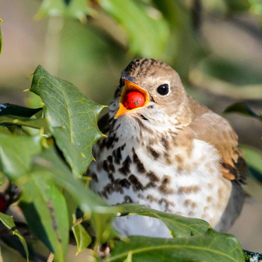 Hermit Thrushes often spend the winter in the City, sustaining themselves on long-lasting berries such as those of holly species. Photo: Jesse Gordon/Audubon Photography Awards