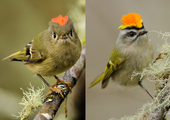 Two excited male kinglets: Ruby-crowned Kinglet (left) and Golden-crowned Kinglet (right). <a href="https://www.flickr.com/photos/93649757@N07/25848987927" target="_blank" >Left Photo</a>: Jacob McGinnis/CC BY-NC 2.0; Right Photo: Jacob McGinnis/Audubon Photography Awards