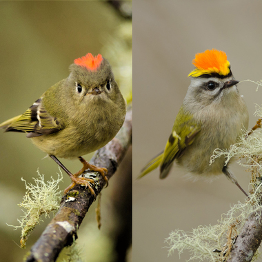 Two excited male kinglets: Ruby-crowned Kinglet (left) and Golden-crowned Kinglet (right). <a href="https://www.flickr.com/photos/93649757@N07/25848987927" target="_blank" >Left Photo</a>: Jacob McGinnis/CC BY-NC 2.0; Right Photo: Jacob McGinnis/Audubon Photography Awards