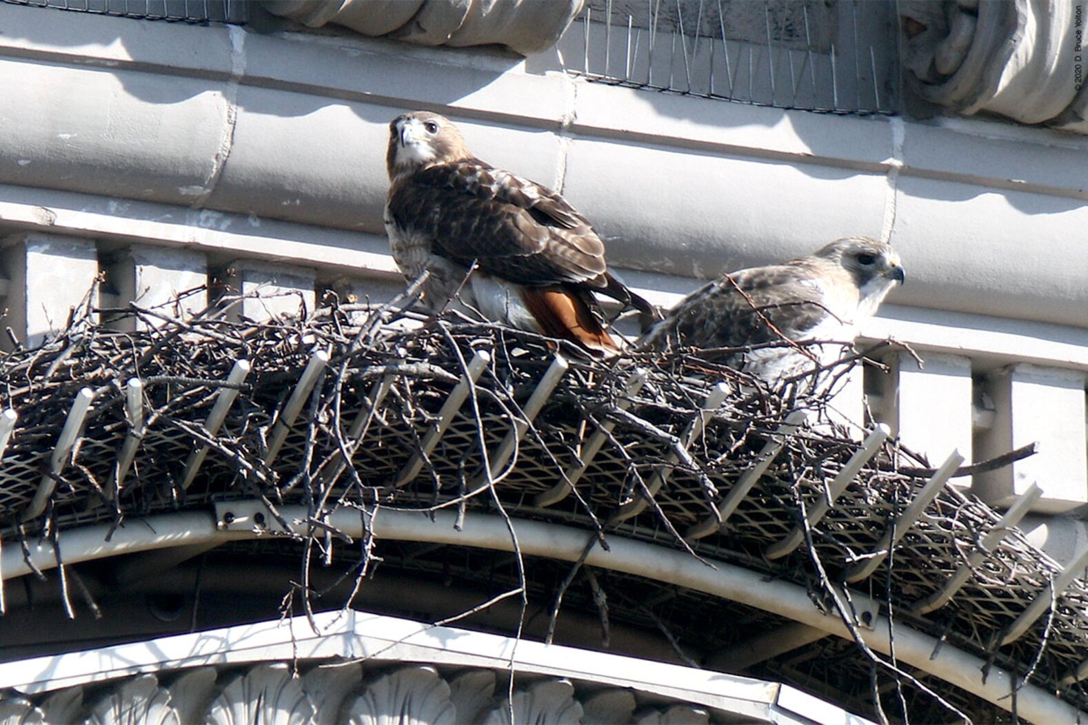 Octavia and Pale Male (or a similarly plumaged red-tail, perhaps), March 2020. Photo: <a href="https://www.urbanhawks.com/" target="_blank">D. Bruce Yolton</a>