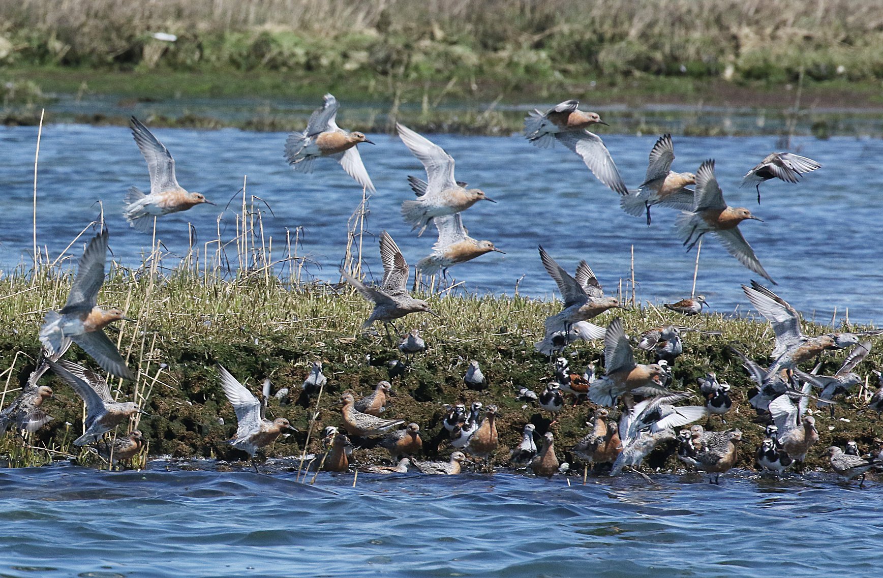Endangered Rufa Red Knots, Ruddy Turnstones, and Dunlin forage on an eroded fragment of salt marsh in Jamaica Bay Wildlife Refuge, Queens. Photo: <a href="https://www.facebook.com/don.riepe.14" target="_blank" >Don Riepe</a>