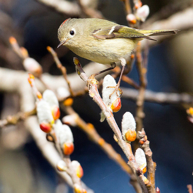 Often the crown of male Ruby-crowned Kinglet is just barely visible, or not visible at all; the female lacks the ruby crown completely. Photo: Lois Miller/Audubon Photography Awards