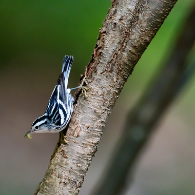 An adult female or first-year male Black-and-white Warbler (note the white throat) in a typical nuthatch-like position. Photo: Robert Cook/Audubon Photography Awards