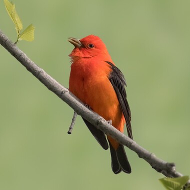Scarlet Tanagers are seen in good numbers as they forage in Forest Park's tall trees, and sometimes come to the Water Hole for a drink and bath. 
Photo: <a href="https://www.lilibirds.com/" target="_blank">David Speiser</a>
