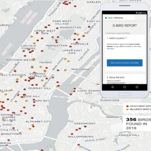 dBird is optimized for mobile and can determine your location for reports via GPS