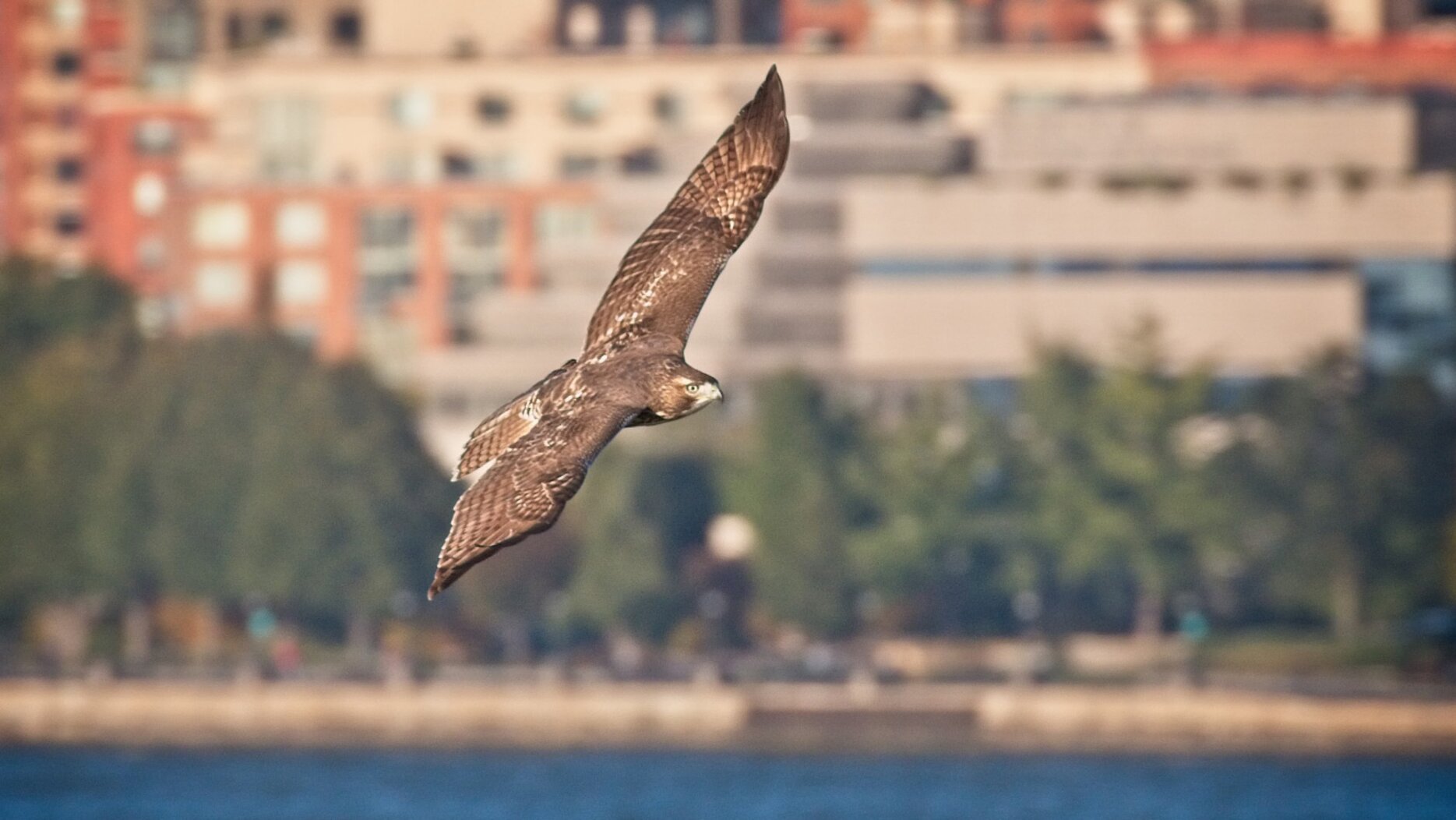 Red-tailed Hawk on Governors Island. Photo: <a href="http://www.gogginphotography.com/" target="_blank">Laura Goggin</a>