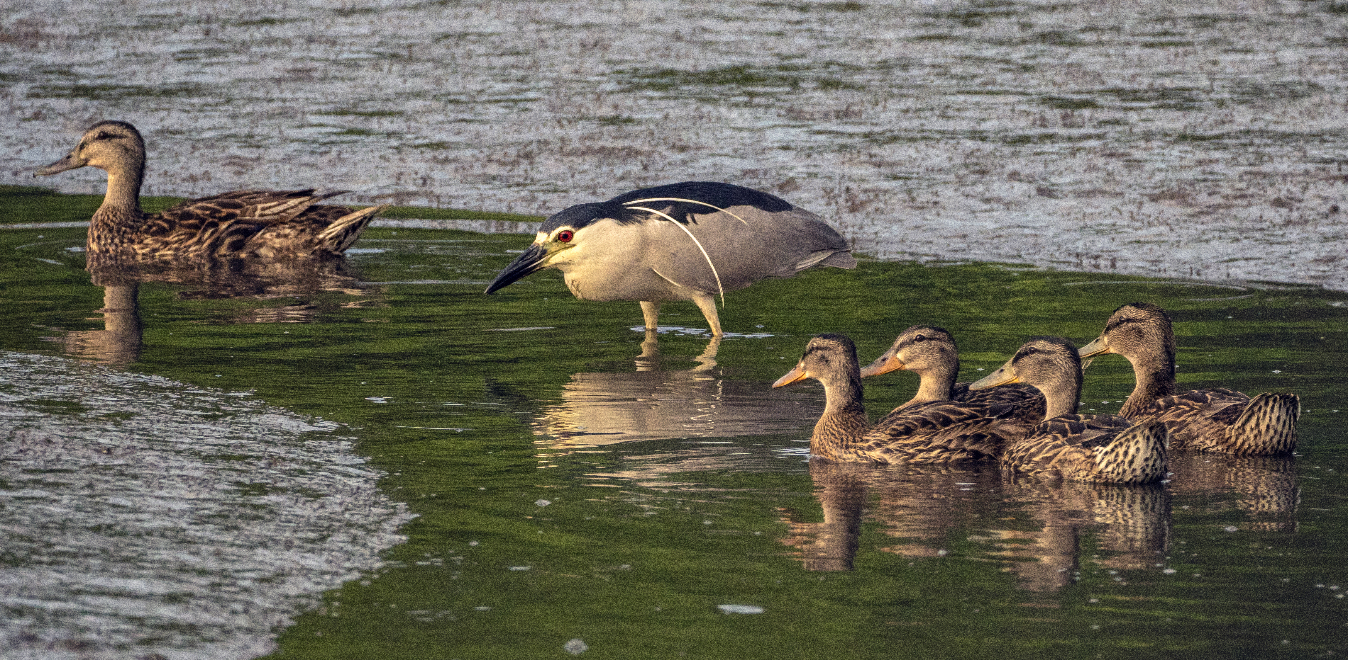 A Black-crowned Night-Heron feeds searches for prey among a family of Mallards in Inwood Hill Park. <a href="https://www.flickr.com/photos/steveguttman/43437659622/" target="_blank">Photo</a>: Steve Guttman/<a href="https://creativecommons.org/licenses/by-nc-nd/2.0/" target="_blank">CC BY-NC-ND 2.0</a>