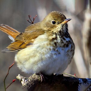 A Hermit Thrush characteristically cocks its tail upwards in a quick motion, and then slowly lowers it. Photo: David Cooney Jr./Great Backyard Bird Count