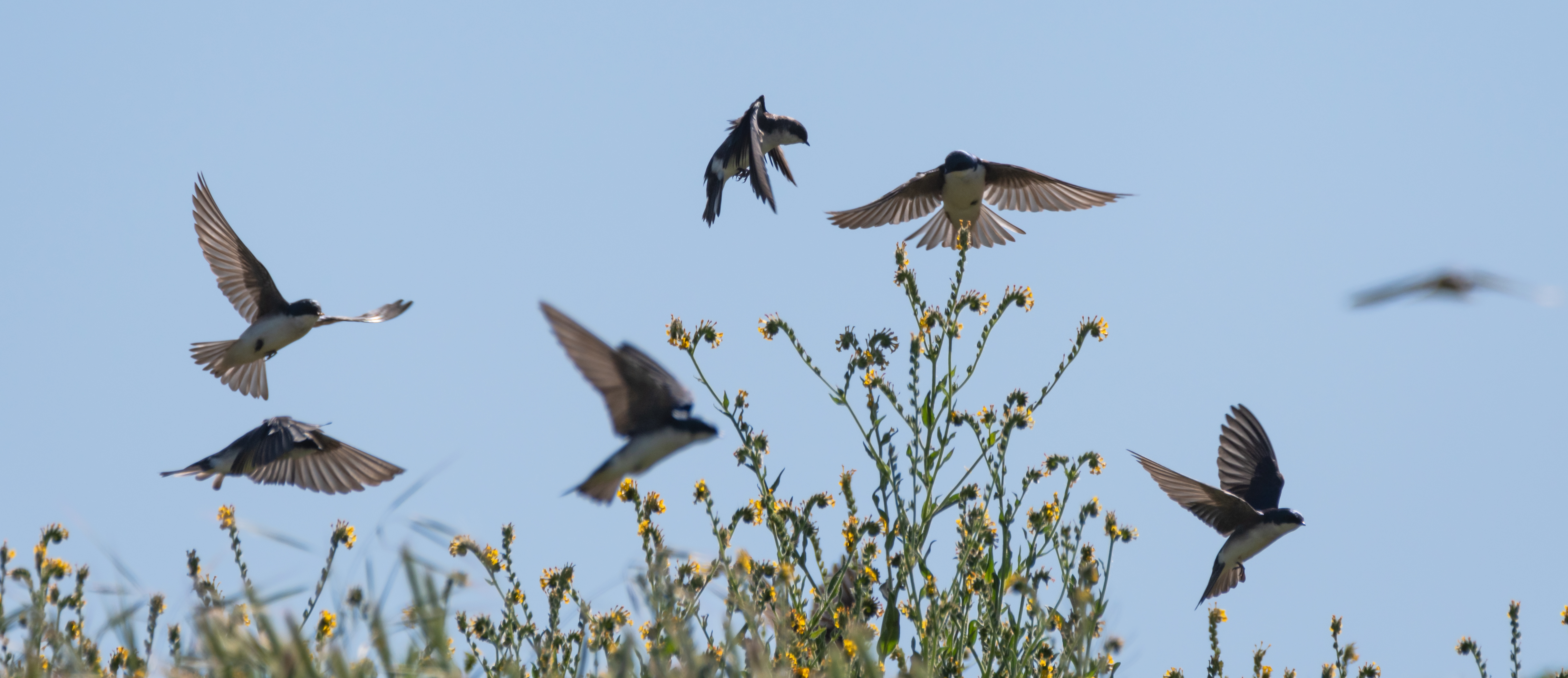 Tree Swallows gather during migration. Photo: Wendy Miller/<a href="https://creativecommons.org/licenses/by-nd/2.0/" target="_blank" >CC BY-ND 2.0</a>