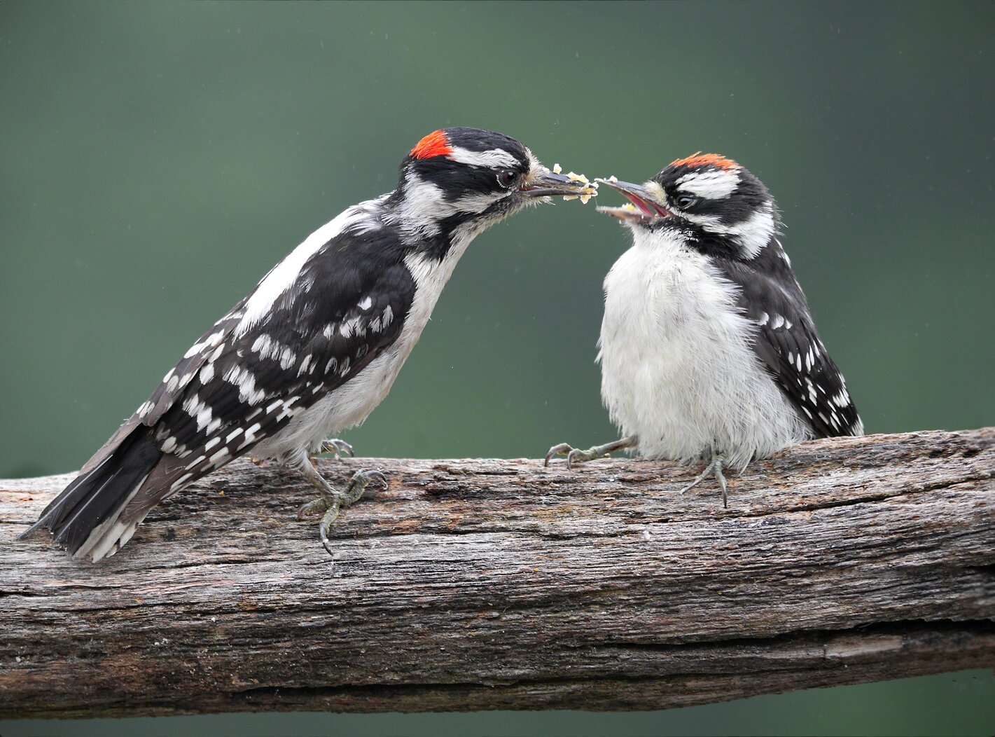 Hairy Woodpeckers are among several forest species that breed in Inwood Hill Park. Photo: Alice Liang/Audubon Photography Awards