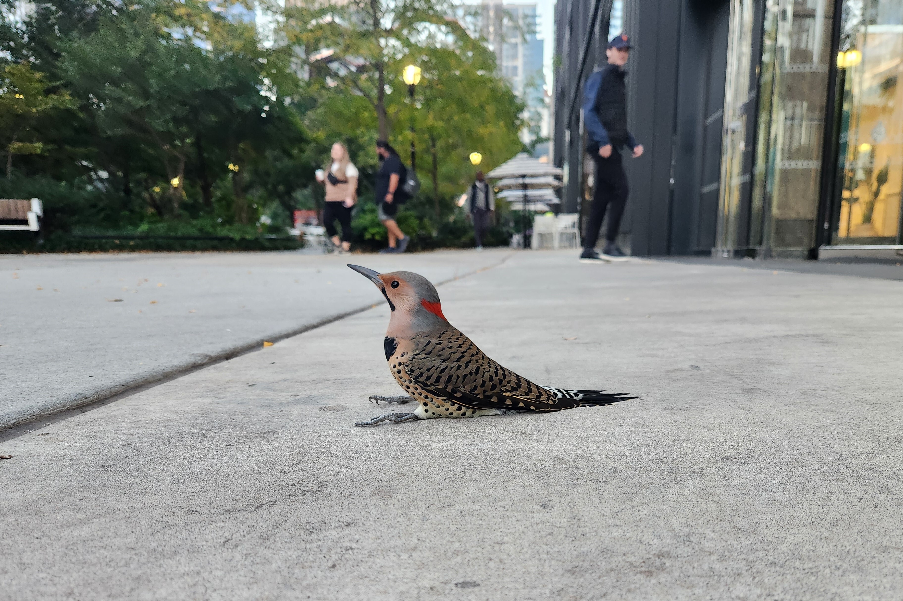 A Northern Flicker sits stunned after colliding with glass. Photo: NYC audubon