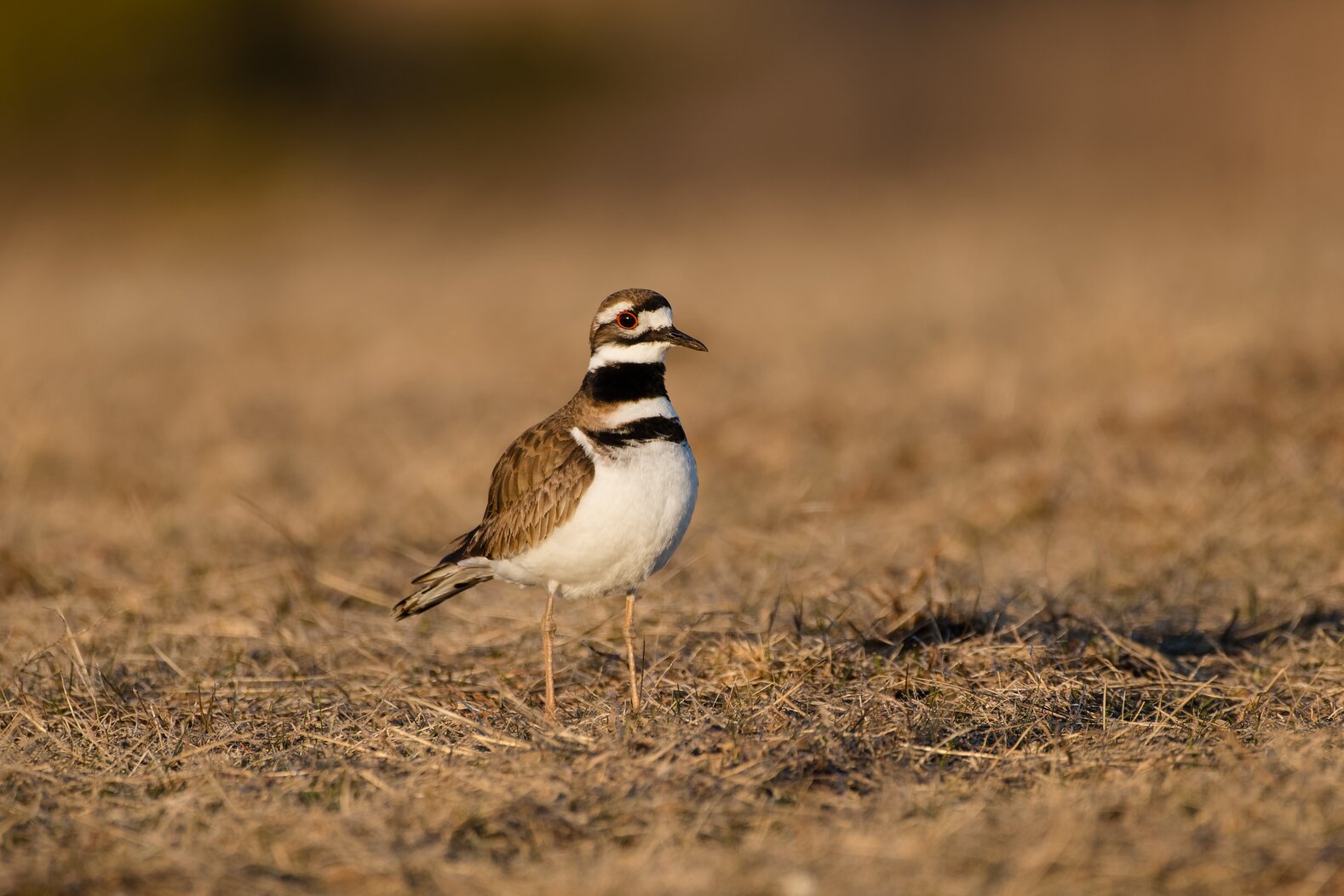 Killdeer may breed in the southeastern section of Governors Island. Photo: Carla Rhodes
