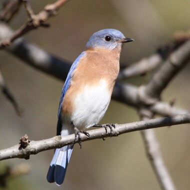 An Eastern Bluebird stops through Willowbrook Park. Photo: <a href="https://www.flickr.com/photos/89780664@N05/" target="_blank">Dave Ostapiuk</a>