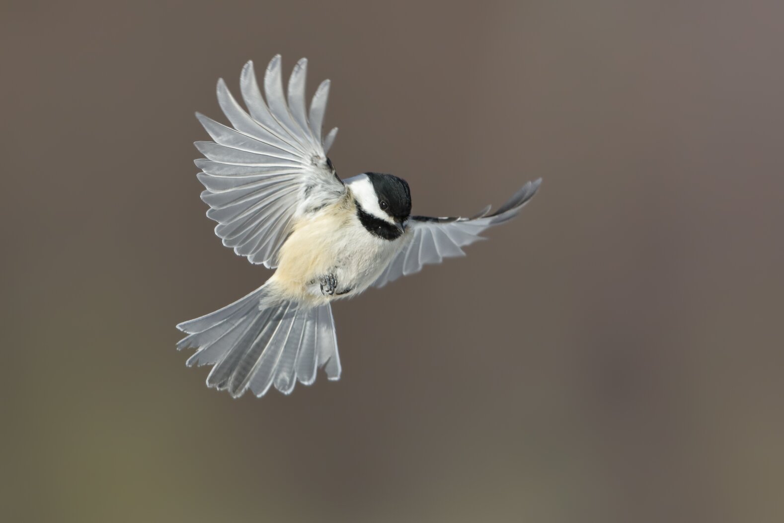 The cavity-nesting Black-capped Chickadee lives year-round in the woodlands of Latourette Park. Photo: Isaac Grant