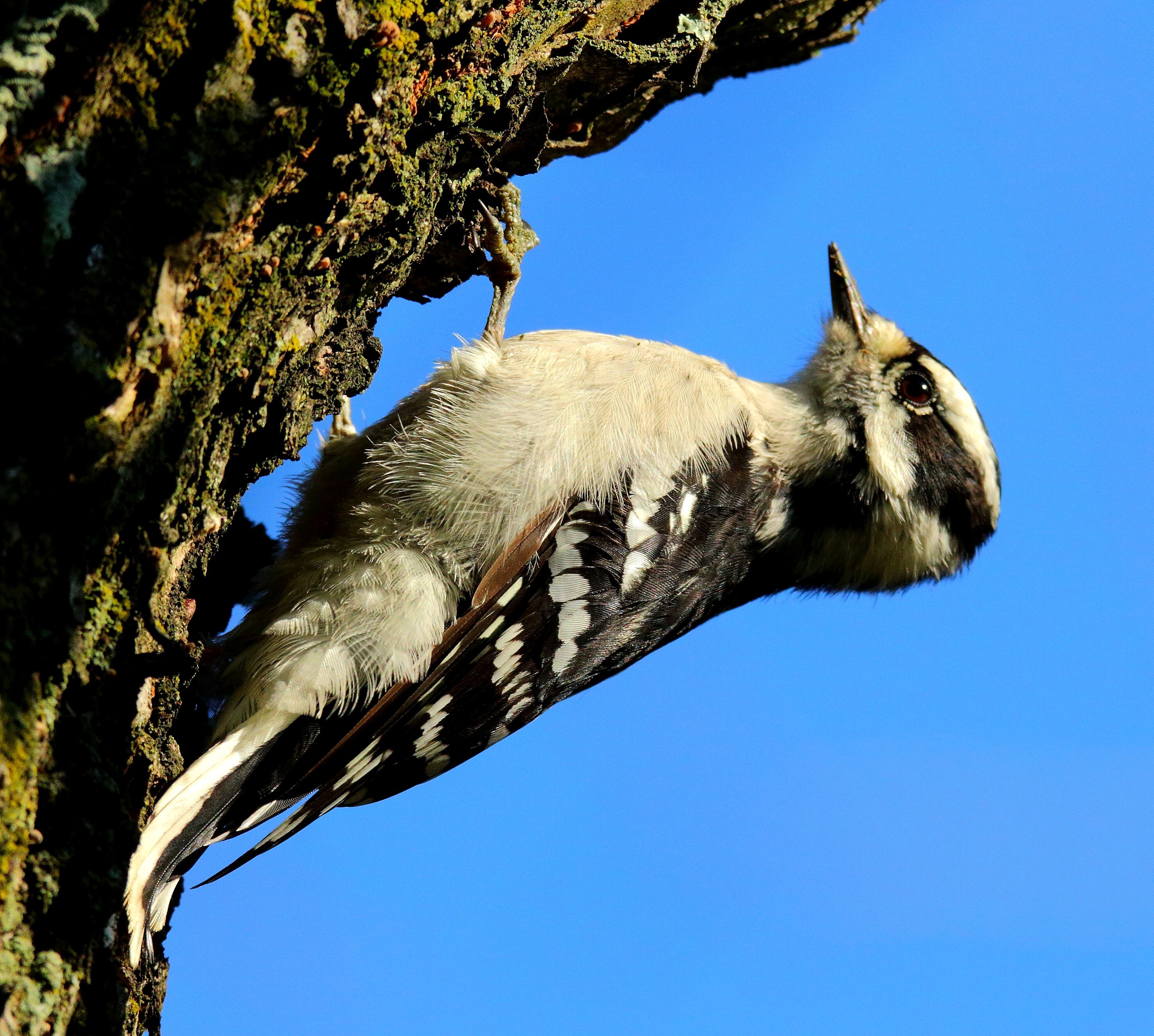 A female Downy Woodpecker at work. Photo: <a href="https://www.flickr.com/photos/120553232@N02/" target="_blank">Isaac Grant</a>