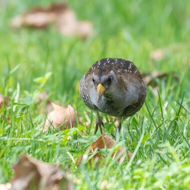 Manhattan parks of all sizes receive unusual visitors during migration. This Sora was observed in Madison Square Park in the fall of 2019. Photo: Ryan F. Mandelbaum