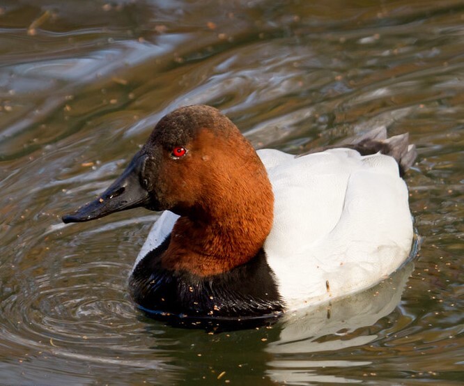 The red-eyed Canvasback can be found off of Richmond Terrace Park in the wintertime. Photo: <a href="https://laurameyers.photoshelter.com/index" target="_blank" >Laura Meyers</a>