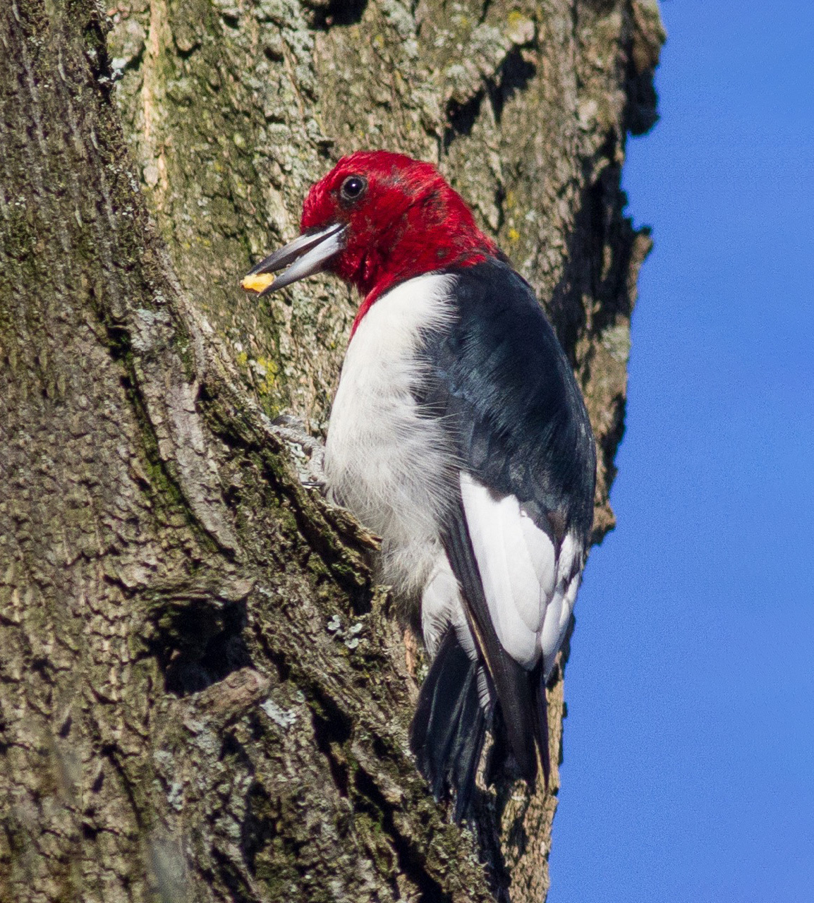 An adult Red-headed Woodpecker visits Hunter Island.  Photo: <a href="http://www.cityislandbirds.com" target="_blank">Jack Rothman</a>