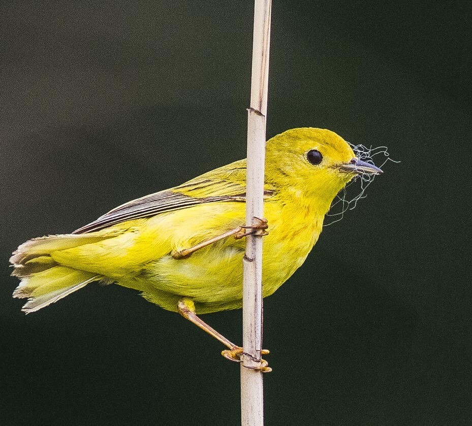 A Yellow Warbler collects nesting material in Pelham Bay Park.  Photo: <a href="http://www.cityislandbirds.com" target="_blank">Jack Rothman</a>