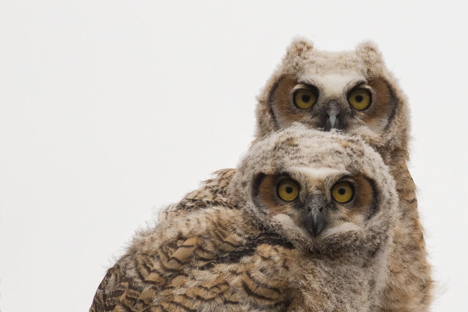 Great Horned Owl nestlings hatched in Pelham Bay Park.  Photo: Jack Rothman
