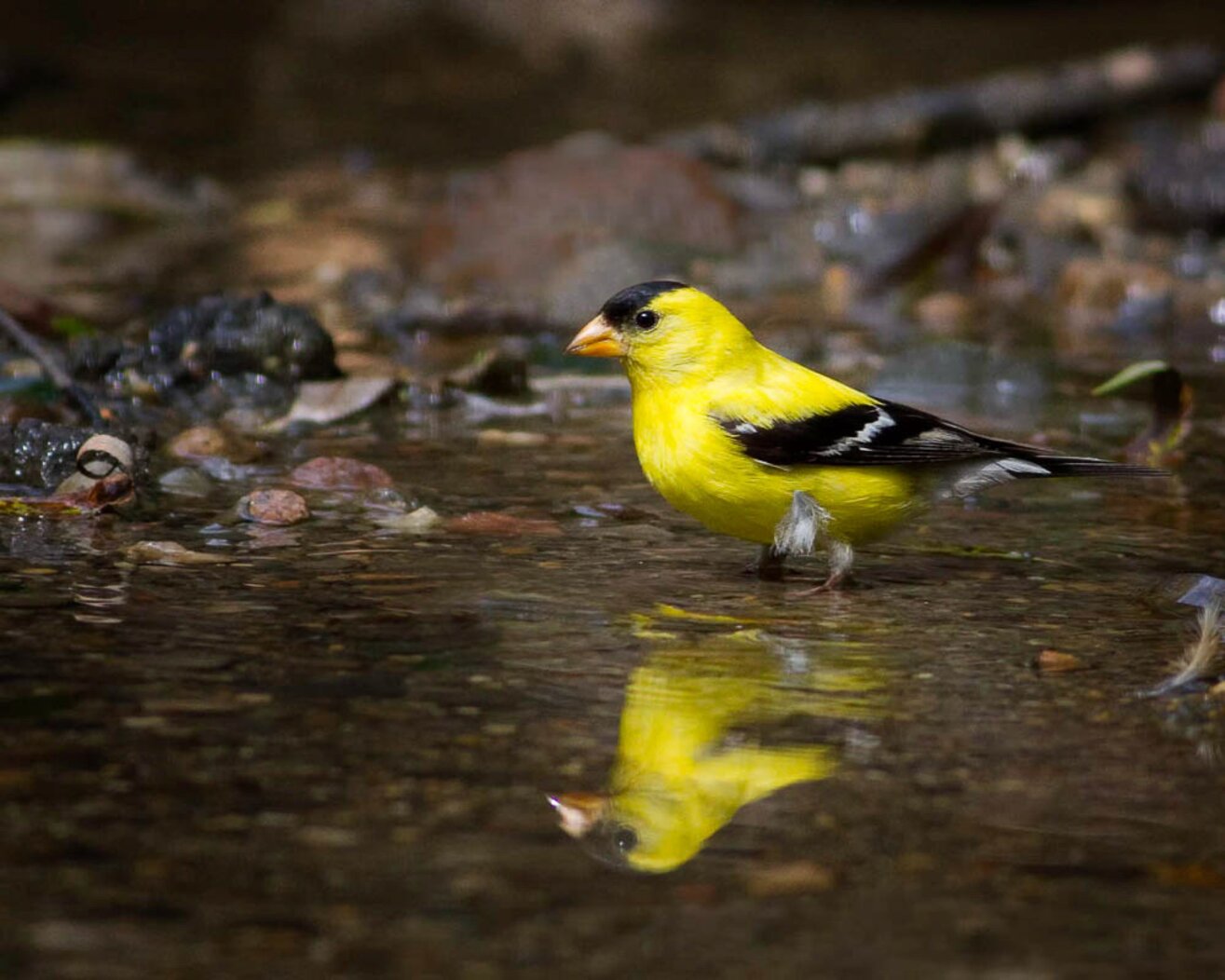 American Goldfinches may come down to take a drink or bathe in Swindler Cove Park. Photo: Sharron Crocker/Audubon Photography Awards
