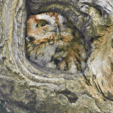 Always look carefully at tree cavities in Inwood Hill Park. Photo: <a href="https://www.lilibirds.com/" target="_blank">David Speiser</a>