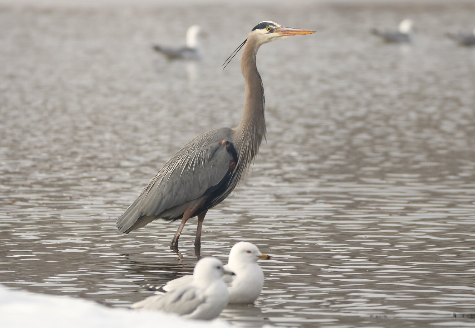 Great Blue Herons are seen year-round at Willow Lake (as are an assortment of gulls including Ring-billed Gulls). 