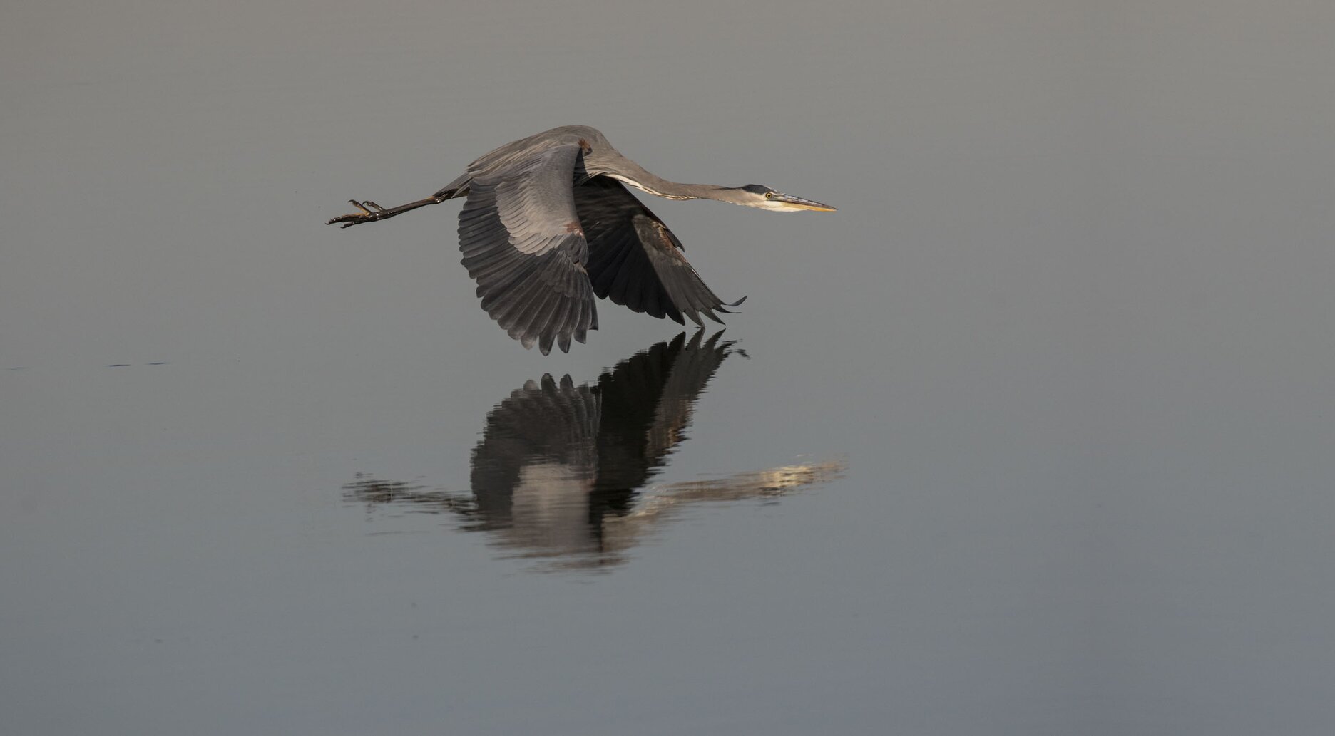 Great Blue Heron often comes to forage in the coves of Inwood Hill Park. Photo: François Portmann