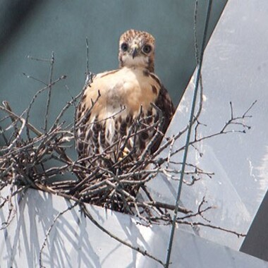 A fledgling Red-tailed Hawk peers down from its nest on the Unisphere. Photo: Bruce Yolton