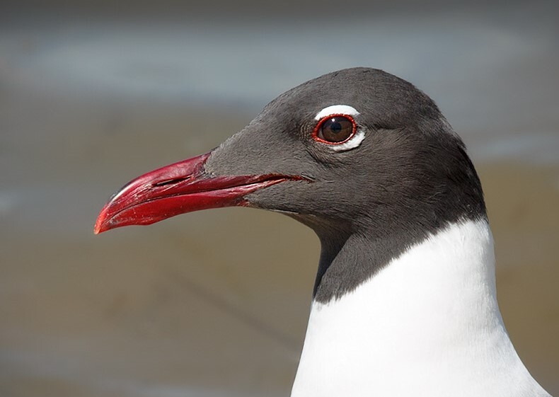 The beauty of the Laughing Gull, a nester in Jamaica Bay, can be overlooked.  Photo: <a href="https://laurameyers.photoshelter.com/index" target="_blank">Laura Meyers</a>