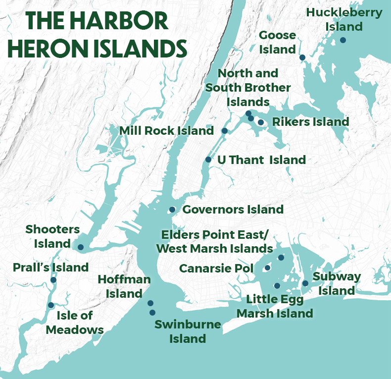 The Harbor Heron Islands (blue dots). These waterbird nesting colonies have been monitored by NYC Audubon researchers since 1982. Graphic: NYC Audubon. <a href="https://nycaudubon.org/rails/active_storage/disk/eyJfcmFpbHMiOnsibWVzc2FnZSI6IkJBaDdDRG9JYTJWNVNTSnJkbUZ5YVdGdWRITXZkVFUyYW5KeGVuQm1kM1oyYnpCNWJXRjVNelJuWlc1bmEzTTNkeTg1WlRRME5EZG1ZekJoTlRWbVlqVXpNRGxrTlRneE9UYzNNekV4TWpRNU5HUmlZbVptTVdFM05tRmtOemxpTWpJMFpXSmhaRFppWlRSbE9UQmlNbVZoQmpvR1JWUTZFR1JwYzNCdmMybDBhVzl1U1NKYmFXNXNhVzVsT3lCbWFXeGxibUZ0WlQwaWFHaGZhR0ZpYVhSaGRGOXRZWEJmWm1sdVlXd3VhbkJuSWpzZ1ptbHNaVzVoYldVcVBWVlVSaTA0Snlkb2FGOW9ZV0pwZEdGMFgyMWhjRjltYVc1aGJDNXFjR2NHT3daVU9oRmpiMjUwWlc1MFgzUjVjR1ZKSWc5cGJXRm5aUzlxY0dWbkJqc0dWQT09IiwiZXhwIjoiMjAyMS0wMy0yOVQwMzoyMDoyNy44NjRaIiwicHVyIjoiYmxvYl9rZXkifX0=--7cc8307aca1a758e226612435c1588718c58aafb/hh_habitat_map_final.jpg?content_type=image%2Fjpeg&disposition=inline%3B+filename%3D%22hh_habitat_map_final.jpg%22%3B+filename%2A%3DUTF-8%27%27hh_habitat_map_final.jpg">Click here to enlarge</a>.