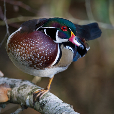 Wood Duck. Photo: François Portmann