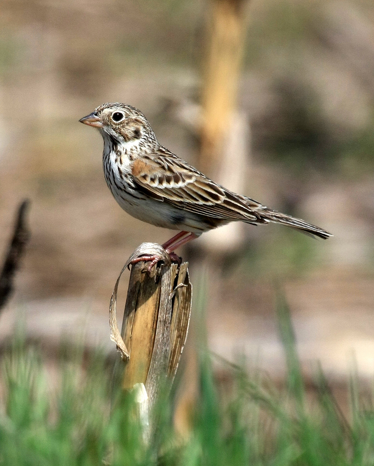 The Vesper Sparrow's chestnut shoulder patch is a helpful field mark, when it's white tail edges are not visible. Photo: Tim Lenz/CC BY 2.0