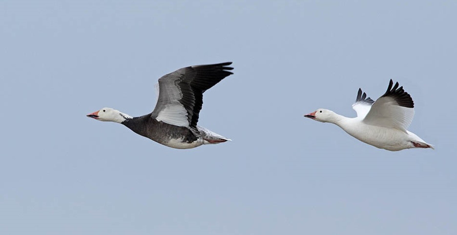 Watch for the darker Snow Goose variant known as the blue goose in Jamaica Bay. Photo: Laura Meyers